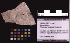 Foto (Objekt + Etiketten) von Decapoda indet. (NHMW-GEO-1990-0041-0217)